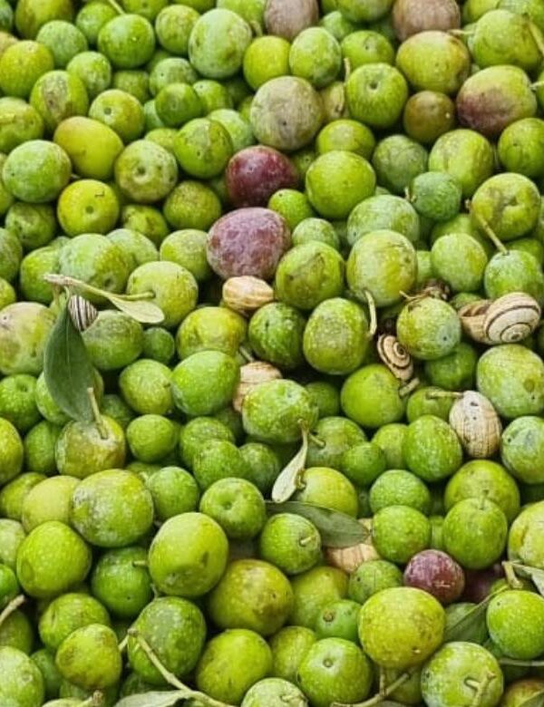 olio extravergine oliva benefici