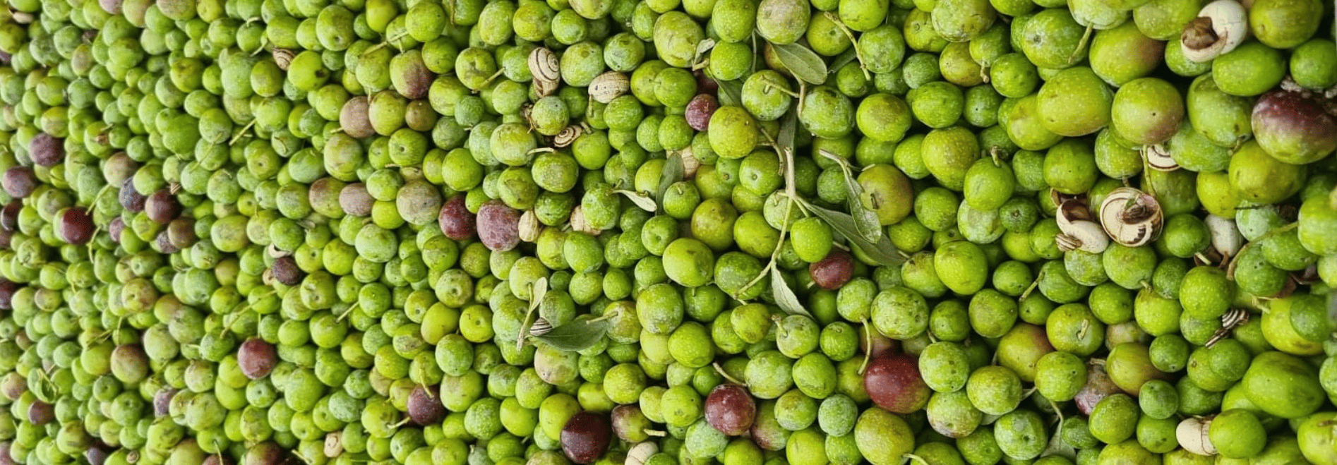 frantoio salento