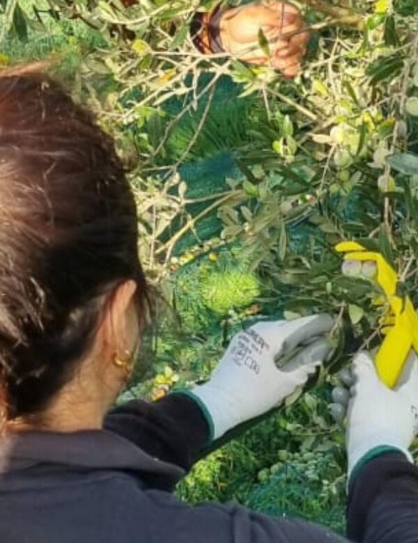 La raccolta delle olive